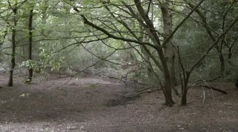 Shady vale Epping Forest Stock Footage 41426438