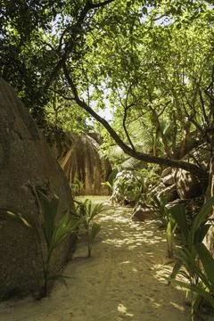 Shady Winding Path Through The Forest Stock Photos