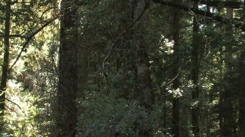 Shady Woods Video stock 612406