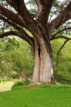 Shaft of tree Foto stock