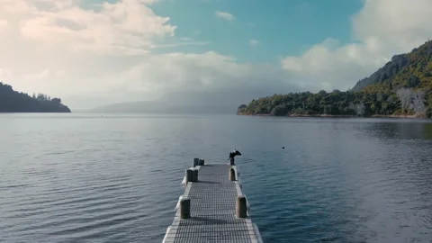 A shag dries its wings at the end of a jetty, Rotorua, New Zealand Stock Footage 157941870