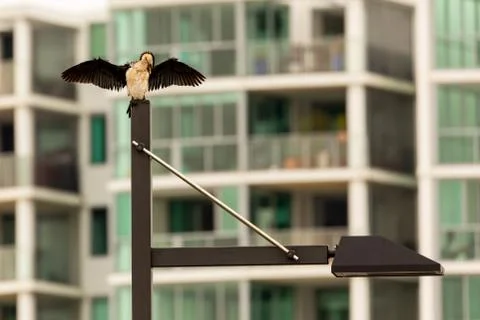 A Shag Gets Ready for Take Off Foto stock