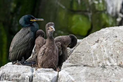 Shag rearing its young on the cliffs by the ocean Stock Photos