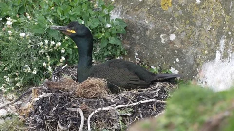 A shag sitting on its nest during breeding season in Orkney in HD Video stock 301190718