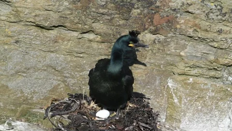 A shag sitting on its nest with an egg in Orkney in HD Stock Footage 280702986