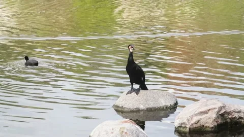Shag standing on a wet stone Stock Footage 238734568