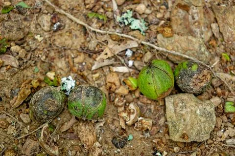Shagbark hickory nuts Stock Photos