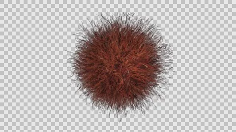The Shaggy Ball, Stock Footage 62438554