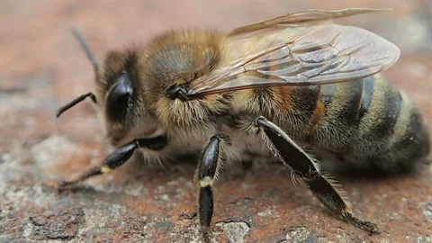 Shaggy bee on the rusty ground Video stock 122613466