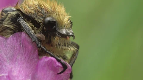 Shaggy beetle on a flower Stock Footage 109485869