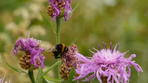 Shaggy bumblebee slow motion Stock Footage 114128533