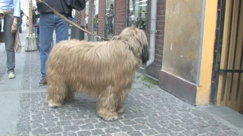 Shaggy dog Stock Footage 8523008