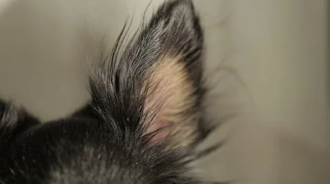 Shaggy ear of a little dog Stock Footage 59442291
