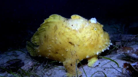Shaggy frogfish Stock Footage 307148862