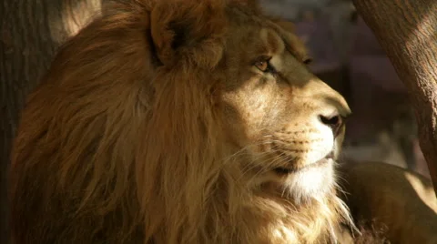 Shaggy head with sunlit muzzle in profile of lion close up Stock Footage 46739727