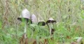 Shaggy ink caps mushrooms in beech forest grassland stock footage 4k or 4k+ Resolution