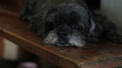 Shaggy muzzle of black dog with sad eyes. Video stock 306574992