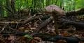 Shaggy parasol mushroom in dark beech forest with foliage and trees Photo