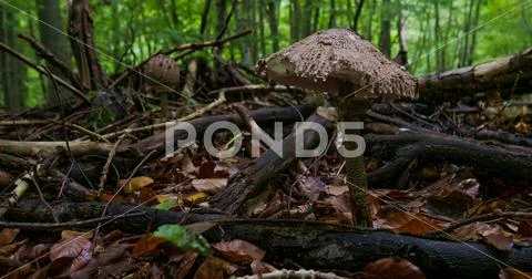 Shaggy parasol mushroom in dark beech forest with foliage and trees Stock Photos