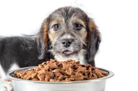 Shaggy puppy mongrel with a bowl of dry food shaggy puppy mongrel with a m... Stock Photos