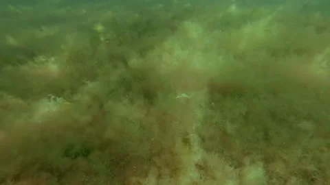 Shaggy rug pattern of vivid green macroalgae on ocean floor Stock Footage 341507618