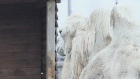 A shaggy two-humped white two-humped camel, resting Stock Footage 220841087