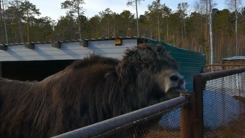 Shaggy yak eats a lettuce leaf Stock Footage 125283633