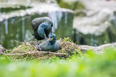 Shags mating Stock Photos