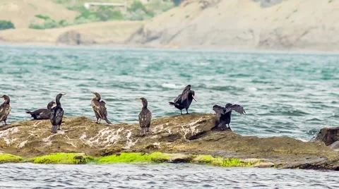 Shags In The Sea Stock Footage 52568237