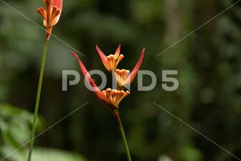 Shaka Stock Photos