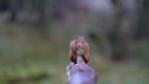 Shake and run slo mo Stock Footage 260243131