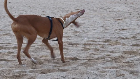 Shake it off!!! Stock Footage 125872287