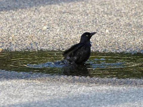 Shake it Off Stock Photos