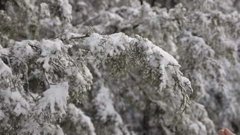 Shake The Snow Off The Branch Stock Footage 122855567