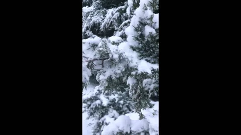 Shake off snow from thuja branches vertical Stock-Footage 139825057