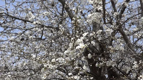 Shaken by wind blossoming tree branches with spring flowers. Video footage. Stock-Footage 104819629