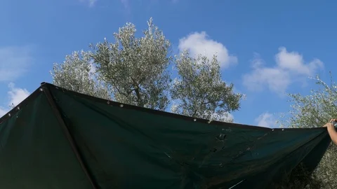 Shaker machine shaking olive tree- South of Italy- Harvesting olives 스톡 동영상 96218490