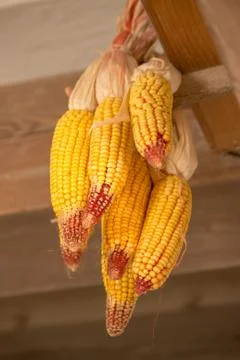 Shakes corn Stock Photos