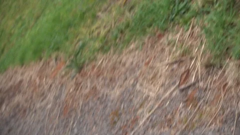 Shakey Outdoor Video Stock Footage 105430685