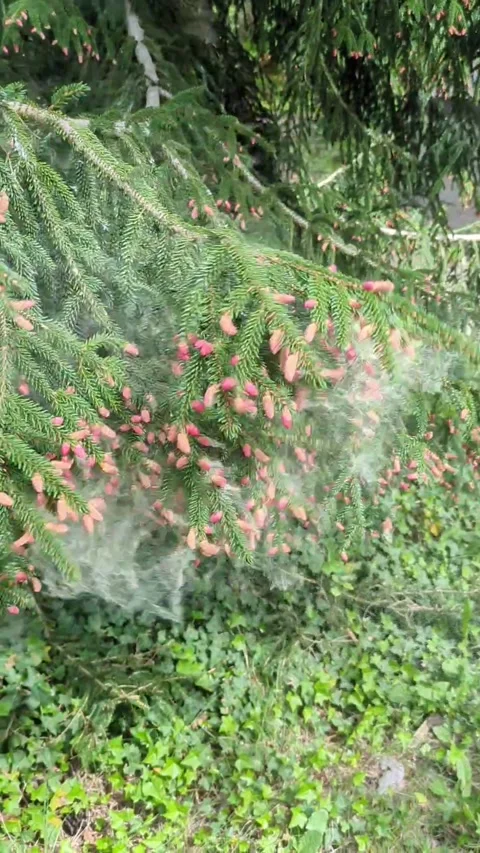 Shaking the branch of a pine tree Vidéo 337101094