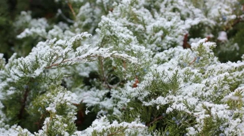 Shaking branches of pine Stock Footage 45569854