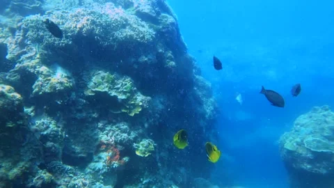 Shaking camera view to two Latticed butterflyfish swimming around coral reef at  Stock Footage 303405798