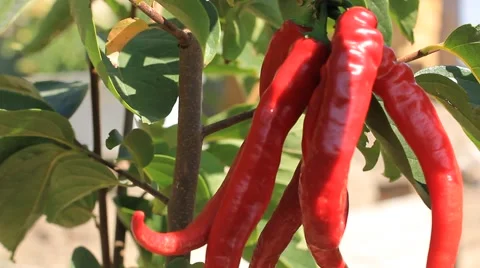 Shaking chillies in the wind Stock Footage 41762985