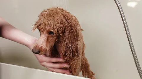 Shaking dog apricot poodle is taking a shower vet washes him in bath in salon