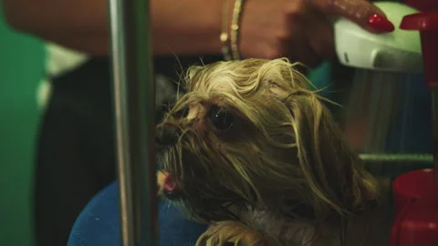 Shaking dog gets bath at dog parlor Stock Footage 274624053