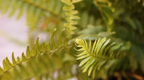 Shaking fern Stock Footage 45564812