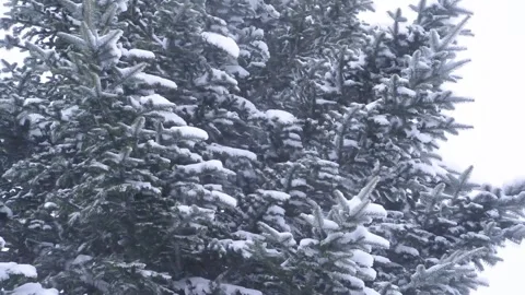 Shaking Fir in the Blizzard Video stock 332817232