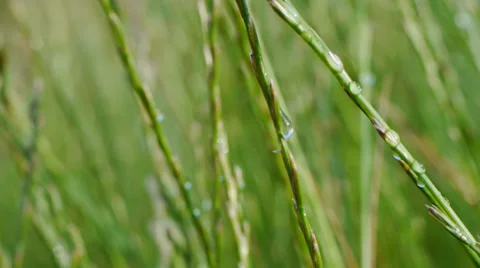 Shaking grass in the wind. 動画素材 39714076