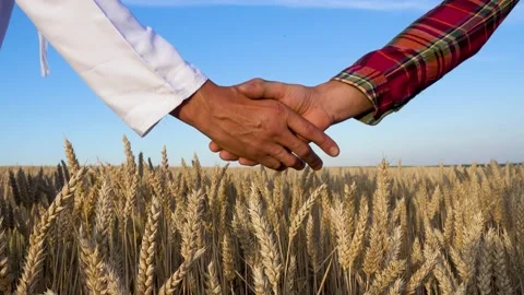 Shaking hands in agreement on the background of a wheat field. Stock Footage 200770713