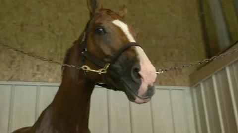 Shaking Horse Head Stock Footage 67390858